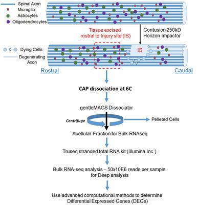 Spinal cord injury regulates circular RNA expression in axons